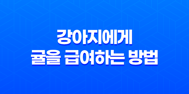 강아지에게 귤을 급여하는 방법과 주의사항 8 강아지에게 귤을 급여하는 방법과 주의사항 7