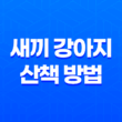겨울에 안전한 새끼 강아지 산책 방법과 주의사항 31