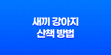 겨울에 안전한 새끼 강아지 산책 방법과 주의사항 11