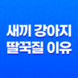 새끼 강아지 딸꾹질 이유와 해결 방법 23
