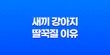 새끼 강아지 딸꾹질 이유와 해결 방법 73