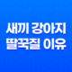 새끼 강아지 딸꾹질 이유와 해결 방법 21