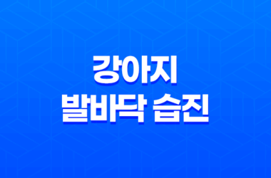 꼼꼼한 관리가 중요한 강아지 발바닥 습진: 증상, 치료 및 예방 11