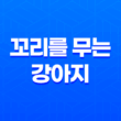 꼬리를 무는 강아지, 그 신호를 올바르게 읽는 법 35