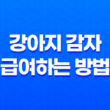 강아지 감자 급여하는 방법과 주의사항 25