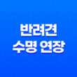 반려견의 수명 연장 - 애정과 관리로 알아보는 반려견 수명 관리법 11