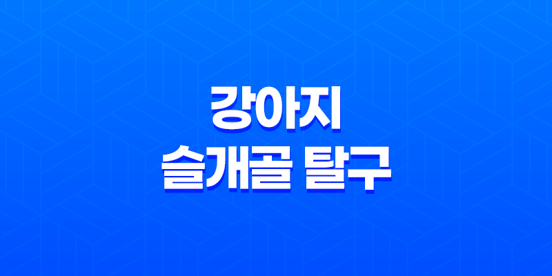 강아지 슬개골 탈구 증상, 원인, 예방법 7