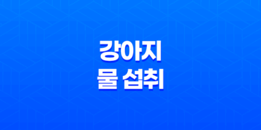 강아지 물 섭취 - 수돗물 vs. 기타 물 종류 77