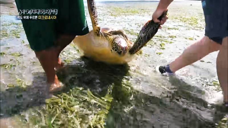 미크로네시아 바다거북 요리, 바다 거북고기를 드셔보셨나요? 2