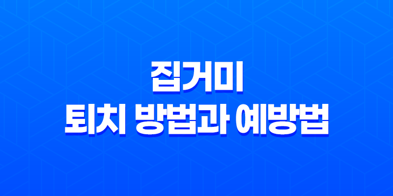 집거미 퇴치 방법과 예방법 4가지 및 집거미 종류 8 집거미 퇴치 방법과 예방법 4가지 및 집거미 종류 7