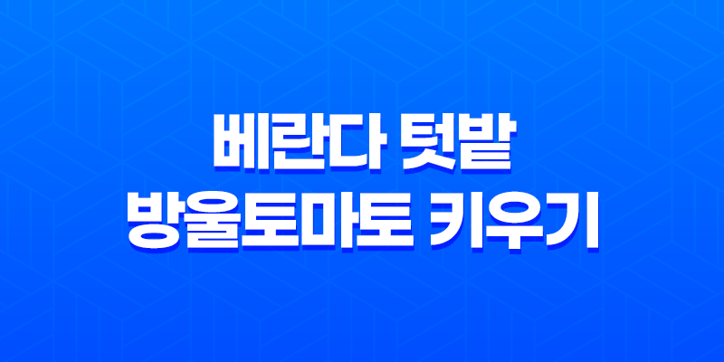 베란다 텃밭 방울토마토 키우기 8 베란다 텃밭 방울토마토 키우기 7