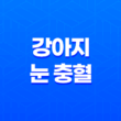 강아지 눈 충혈 원인 및 결막염 대처방법 31