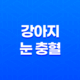 강아지 눈 충혈 원인 및 결막염 대처방법 31