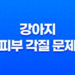 강아지 피부 각질 문제와 그 해결법 39