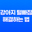 강아지 털빠짐 해결하는 법 7가지 35