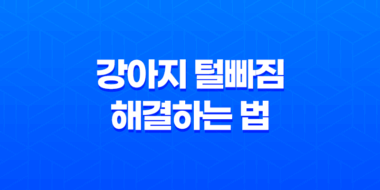 강아지 털빠짐 해결하는 법 7가지 49