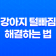 강아지 털빠짐 해결하는 법 7가지 35