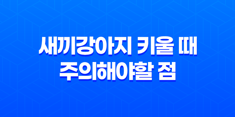 새끼강아지 키울 때 주의해야할 점 7