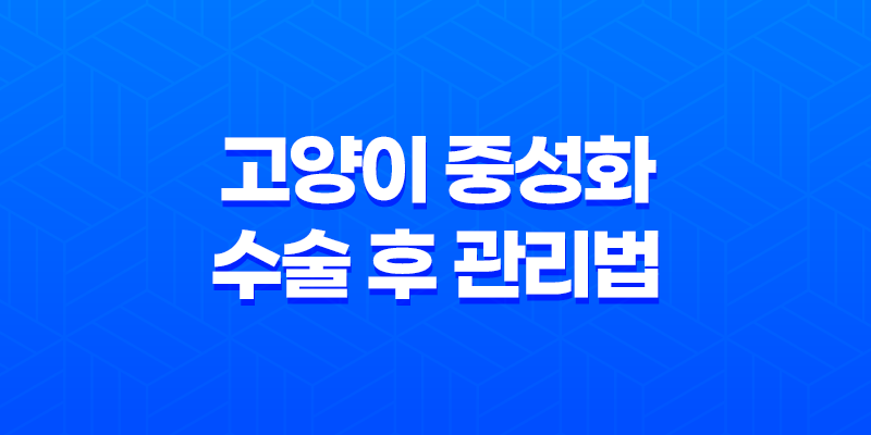 고양이 중성화 수술 후 관리법 및 성격 변화를 통한 생활 향상 8 고양이 중성화 수술 후 관리법 및 성격 변화를 통한 생활 향상 7
