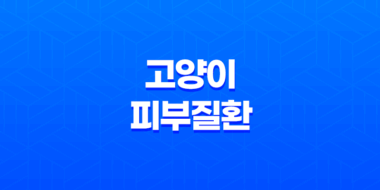 고양이 피부질환 대처법 예방 및 치료 47