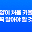 고양이 처음 키울때, 꼭 알아야 할 것 8가지 21