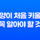 고양이 처음 키울때, 꼭 알아야 할 것 8가지 21