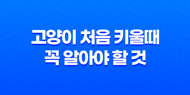 고양이 처음 키울때, 꼭 알아야 할 것 8가지 7