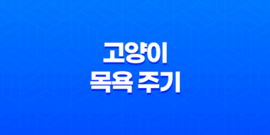 고양이 목욕 주기 씻기는 방법과 목욕 횟수 53