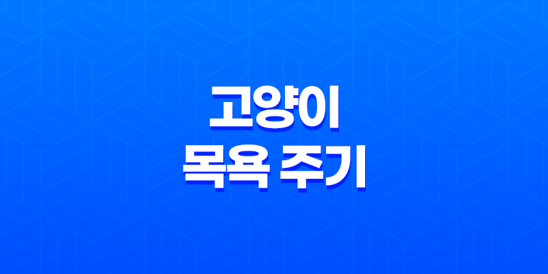 고양이 목욕 주기 씻기는 방법과 목욕 횟수 7