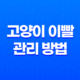 고양이 이빨 관리 방법 4가지 21