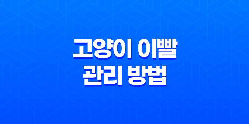 고양이 이빨 관리 방법 4가지 7