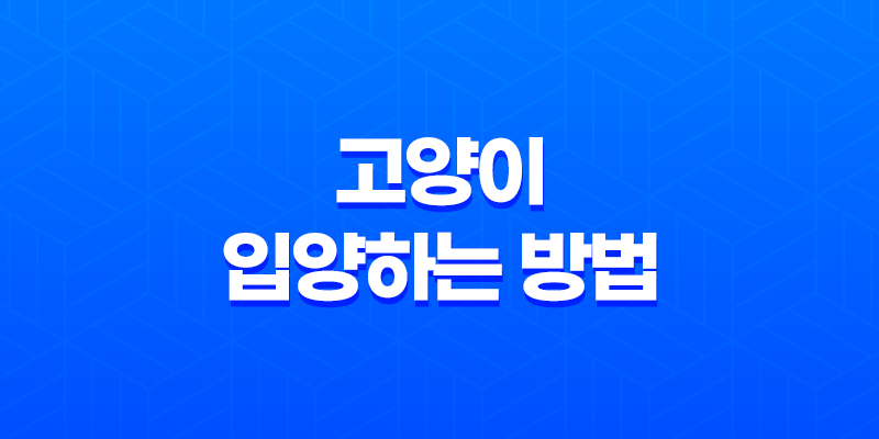 고양이를 안전하게 입양하는 방법 5가지 7