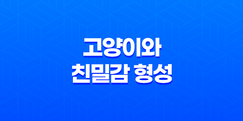 고양이와의 친밀감 형성과 피해야 할 행동 7