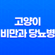 고양이 비만과 당뇨병 증상, 원인, 예방방법 21