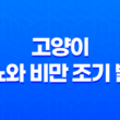 고양이 당뇨와 비만 조기 발견 및 예방 19