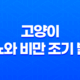 고양이 당뇨와 비만 조기 발견 및 예방 21