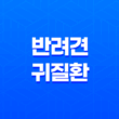 반려견 귀 질환 종류, 치료, 예방 방법 15
