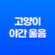 고양이 야간 울음 원인과 해결 방안 21
