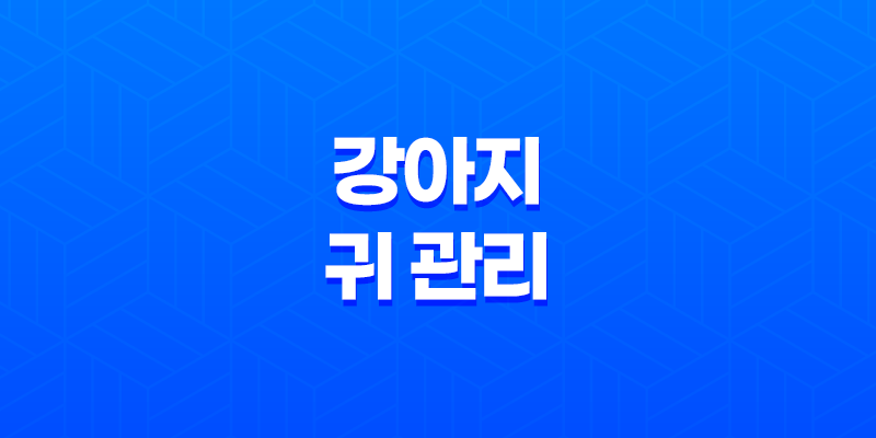 강아지 귀 관리와 귀질환 원인과 치료법 8 강아지 귀 관리와 귀질환 원인과 치료법 7