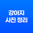 강아지 사진 정리 - 루이와 구름이, 귀여움 가득한 일상 77