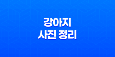 강아지 사진 정리 - 루이와 구름이, 귀여움 가득한 일상 69