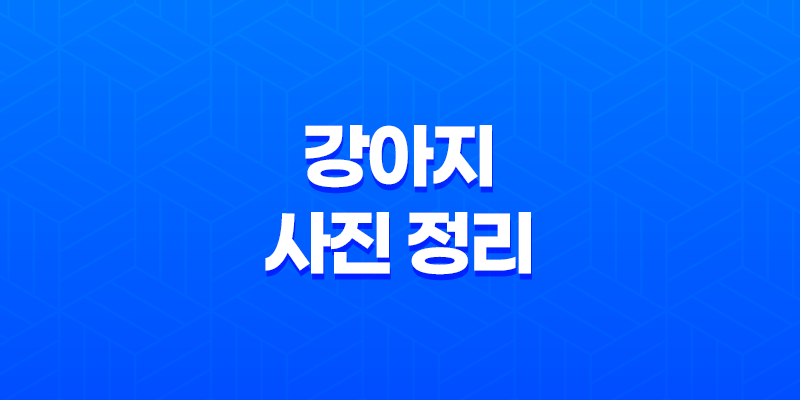 강아지 사진 정리 - 루이와 구름이, 귀여움 가득한 일상 8 강아지 사진 정리 - 루이와 구름이, 귀여움 가득한 일상 7