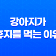 강아지가 휴지를 먹는 이유! 강아지들은 왜 휴지를 먹을까? 117
