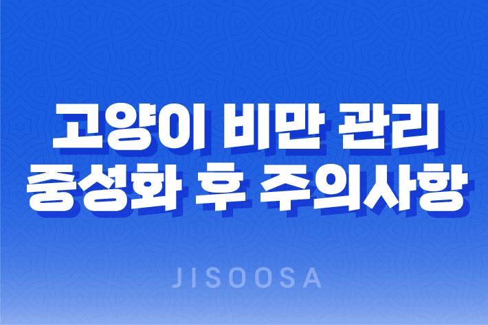 고양이 비만 관리! 중성화 후 주의사항 및 방법 1