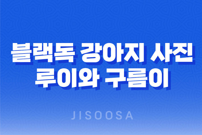 블랙독 강아지 사진 루이와 구름이, 사랑스럽고 귀여운 멍멍이들 1