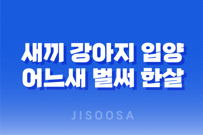 새끼 강아지 입양 어느새 벌써 한살! 입양한지 7개월, 강아지들은 한살이 되었어요. 7