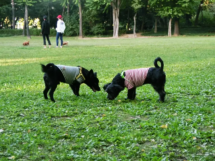 강아지 진드기 샴푸 마이펫 닥터 사용후기 3