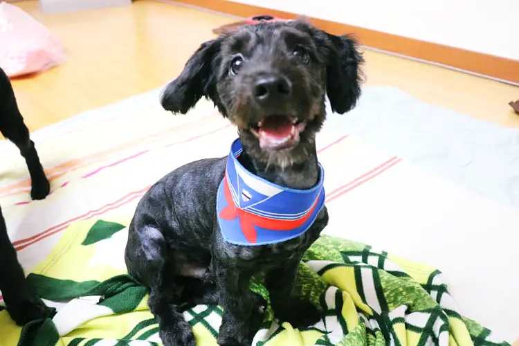 강아지 털깎기, 여름 더위를 시원하게 이겨내는 방법 15