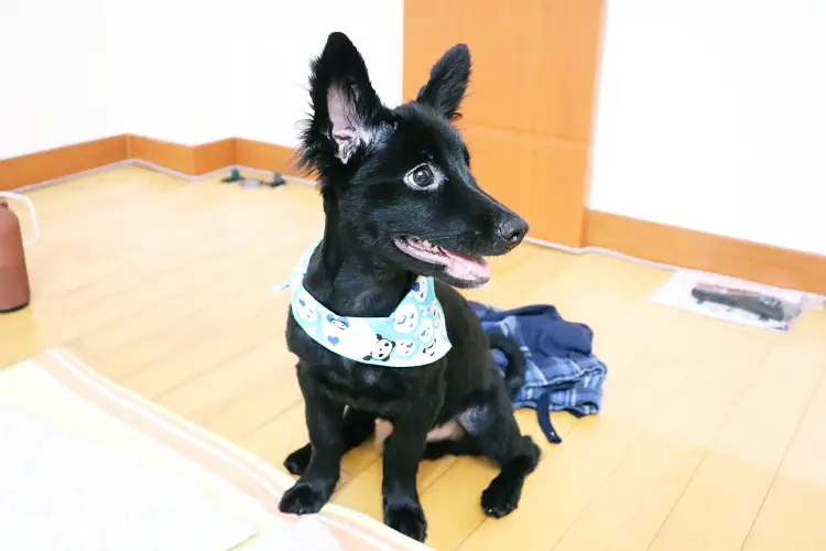 강아지 털깎기, 여름 더위를 시원하게 이겨내는 방법 17