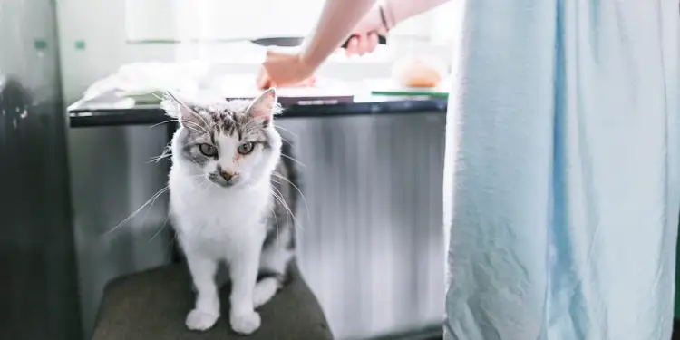 고양이 처음 키울때, 꼭 알아야 할 것 8가지 3